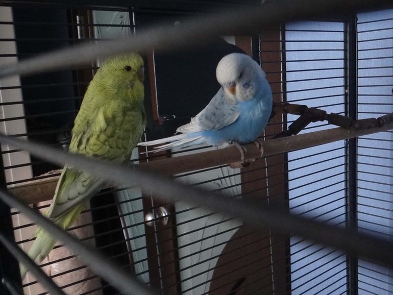 Купила себе мальчика :)