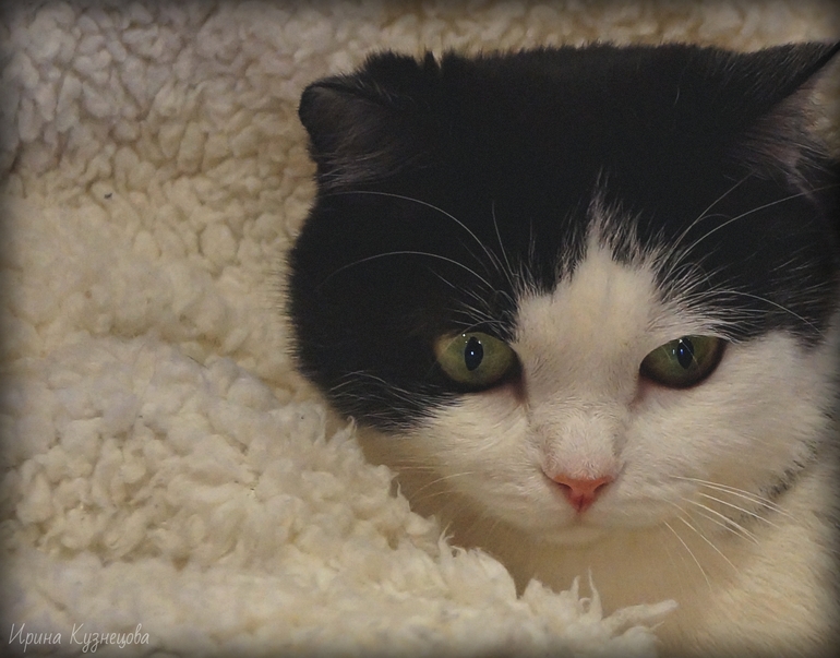 Наша Котенька Туся!