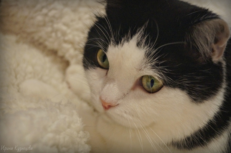 Наша Котенька Туся!