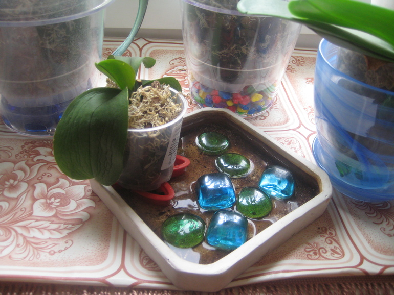 Мои Орхидейки