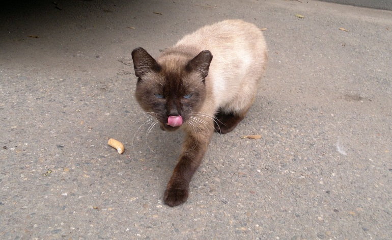 кошачья прогулка