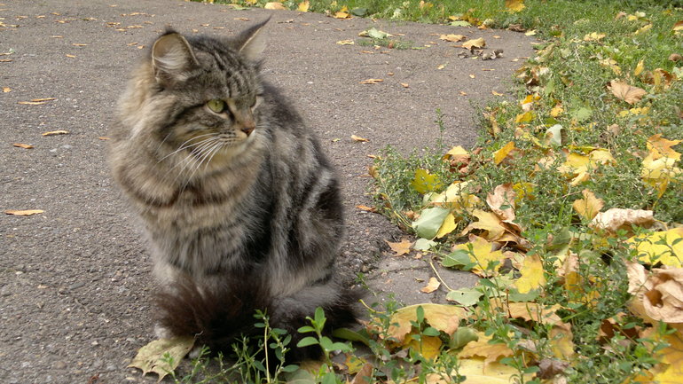 кошачья прогулка
