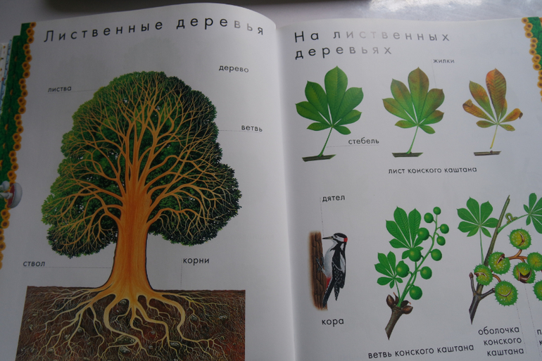 Части дерева. Строение дерева для детей. Энциклопедия про деревья для детей. Детские книги о деревьях. Литература о деревьях для детей.