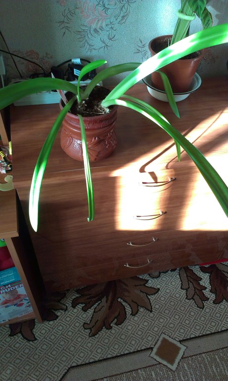 не знаю что за растения