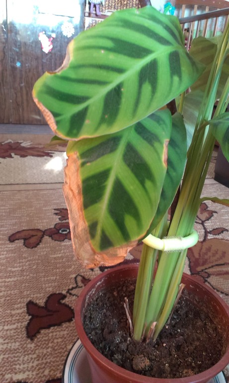 не знаю что за растения