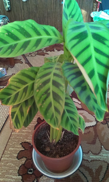 не знаю что за растения