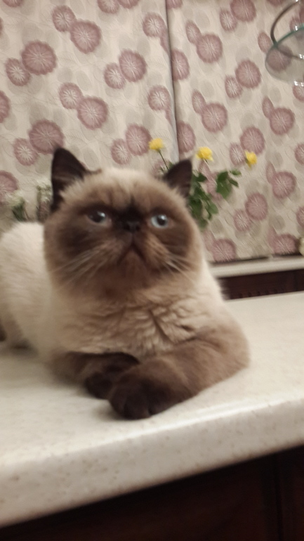 Моё инопланетное чудо! Марсель)