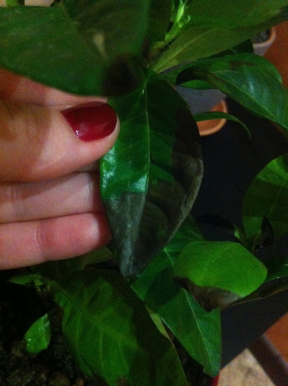 Почему чернеют и опадают листья у жасминовидной гардении