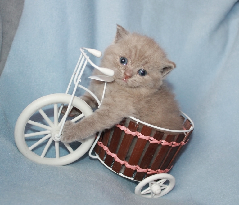 Маленькие непоседы ищут заботливых хозяев!