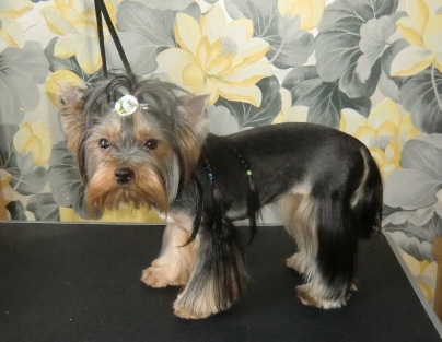 Ева в стрижке.