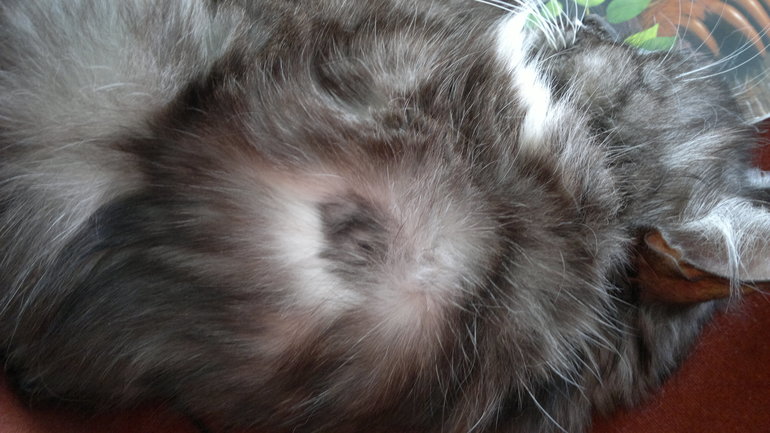 Девочки, что это?