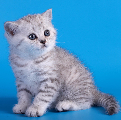 Шотландский серебристый котёнок