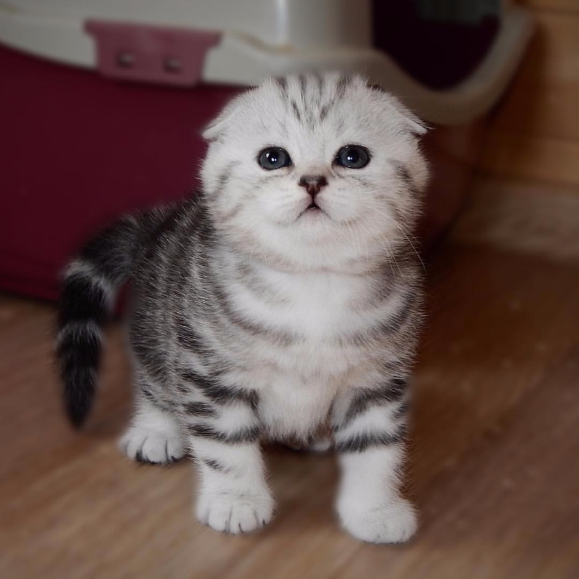 Шотландский вислоухий котёнок