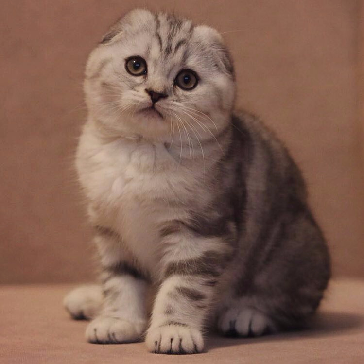 Шотландская вислоухая кошка