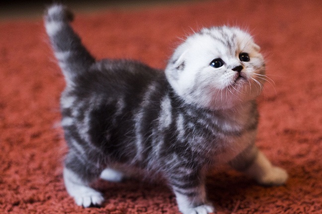 Шотландский вислоухий котёнок