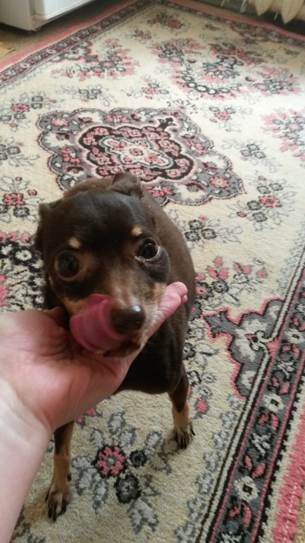 Опухло под глазом. Той терьер???