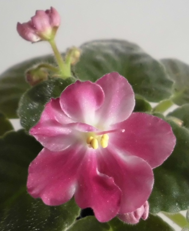 Продам мини и полумини фиалки