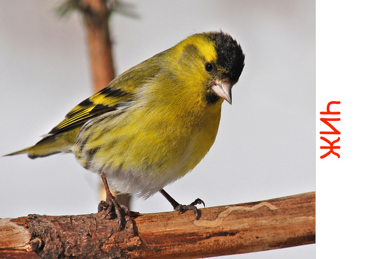 Дела птичьи )