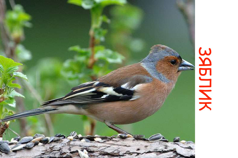 Дела птичьи )