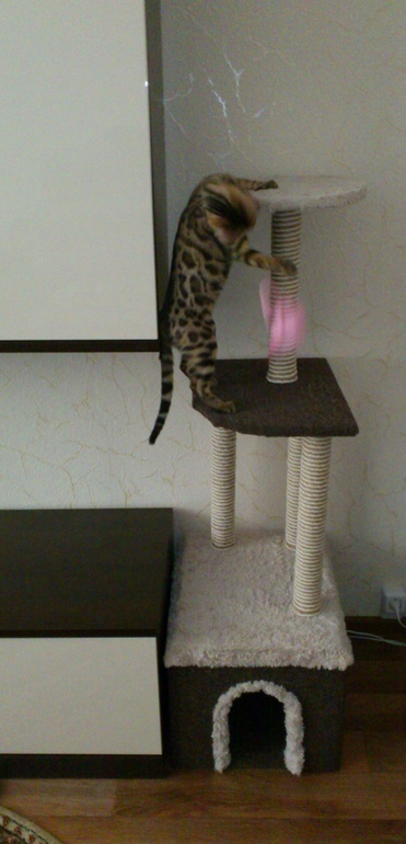 Наша когтеточка своими руками!