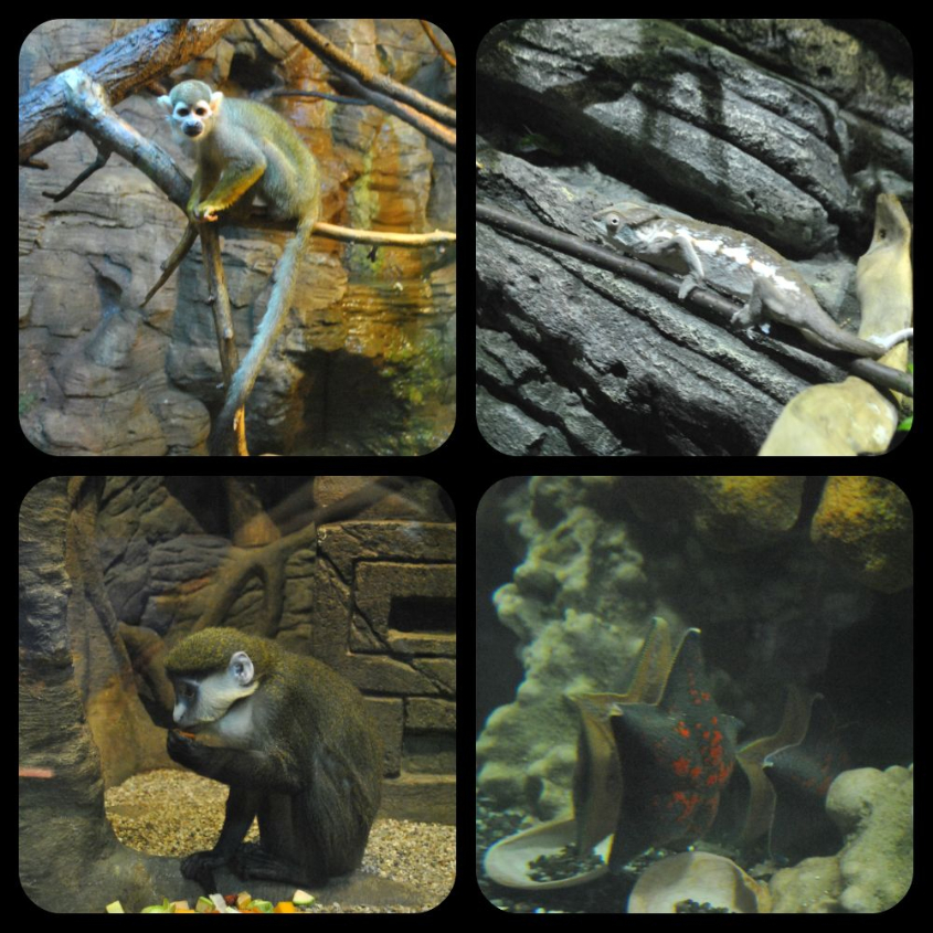 Океанариум-экзотариум «Тайны океана» и «Сад бабочек»: наши впечатления