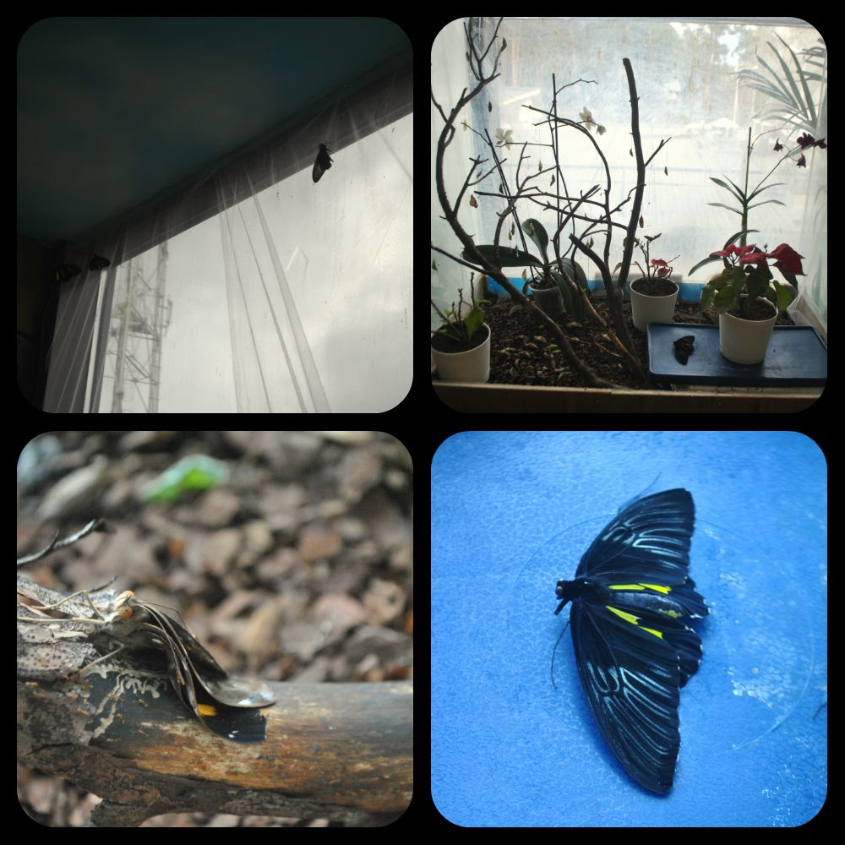 Океанариум-экзотариум «Тайны океана» и «Сад бабочек»: наши впечатления