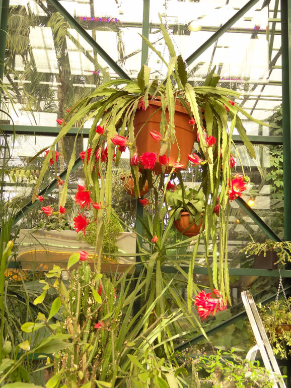 Выставка суккулентов в Аптекарском огороде