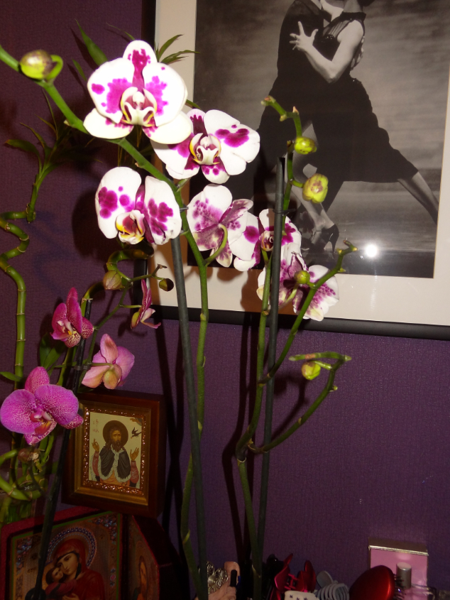 Мои орхидейные новички и не много старичков))))))