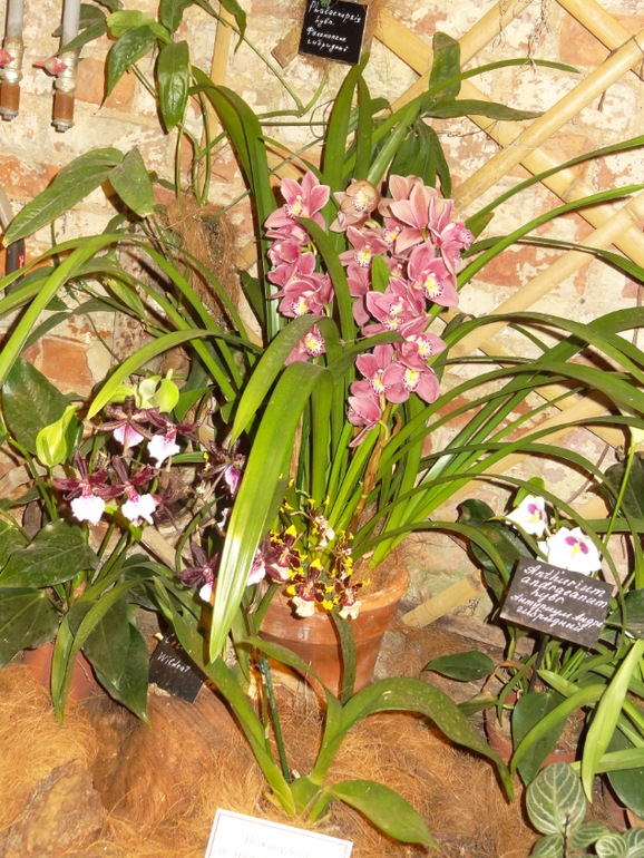 Выставка в аптекарском огороде