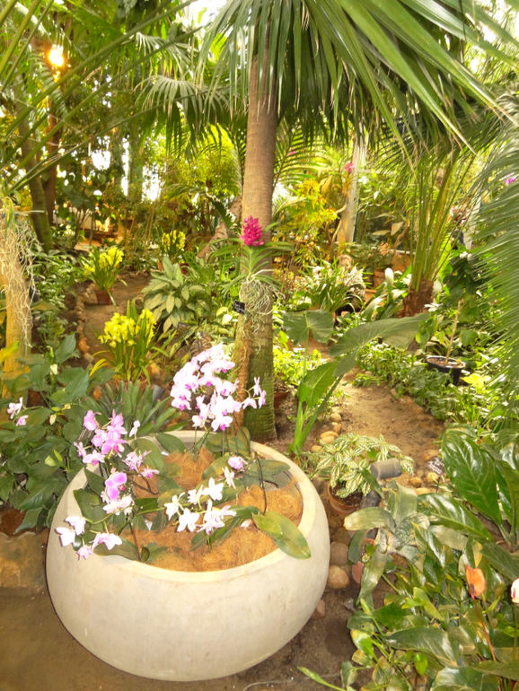 Выставка в аптекарском огороде