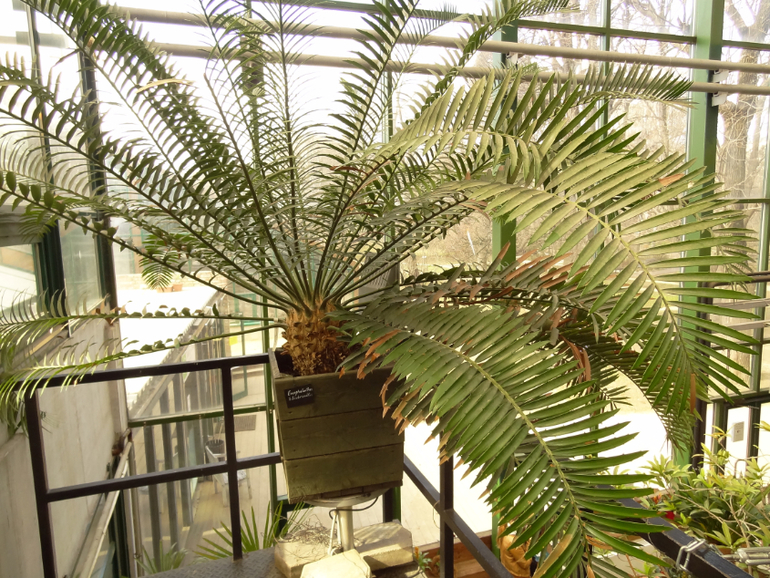 Выставка в аптекарском огороде