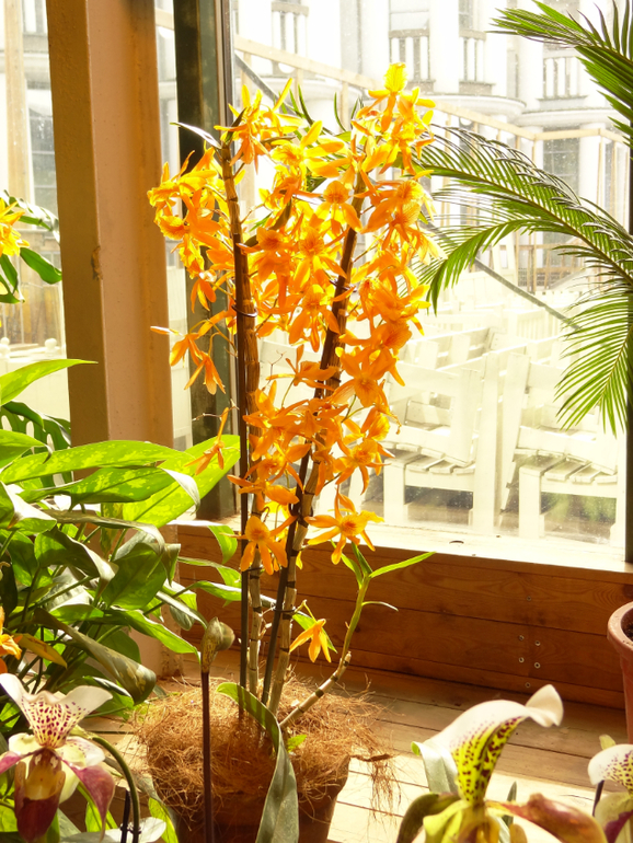 Выставка в аптекарском огороде