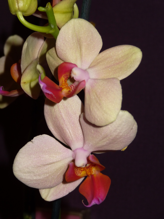 Мои орхидейные новички и не много старичков))))))