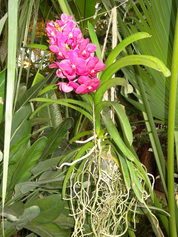 Выставка в аптекарском огороде