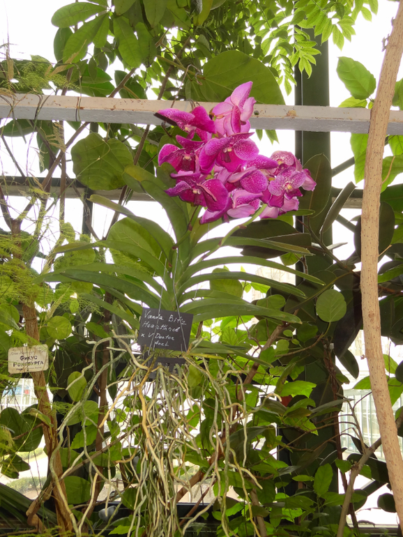 Выставка в аптекарском огороде