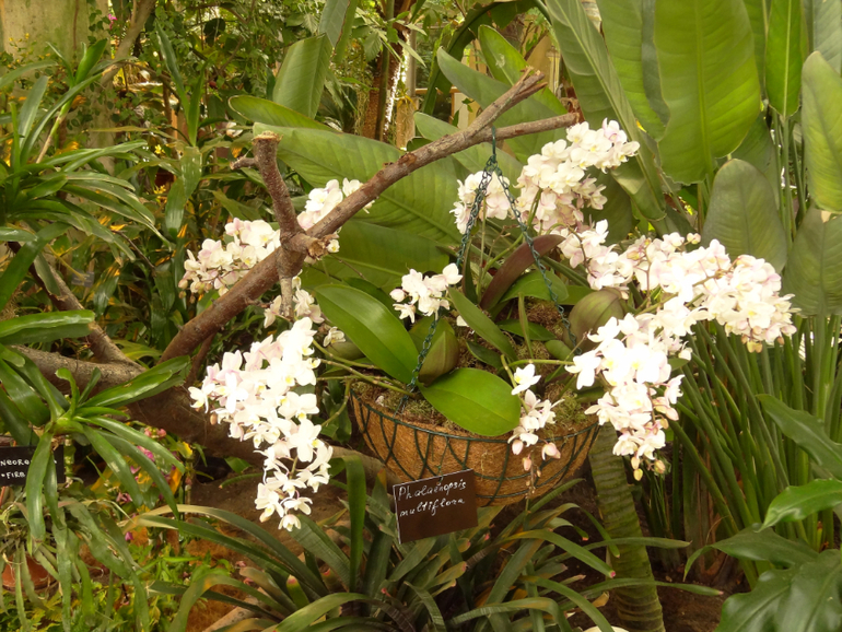 Выставка в аптекарском огороде