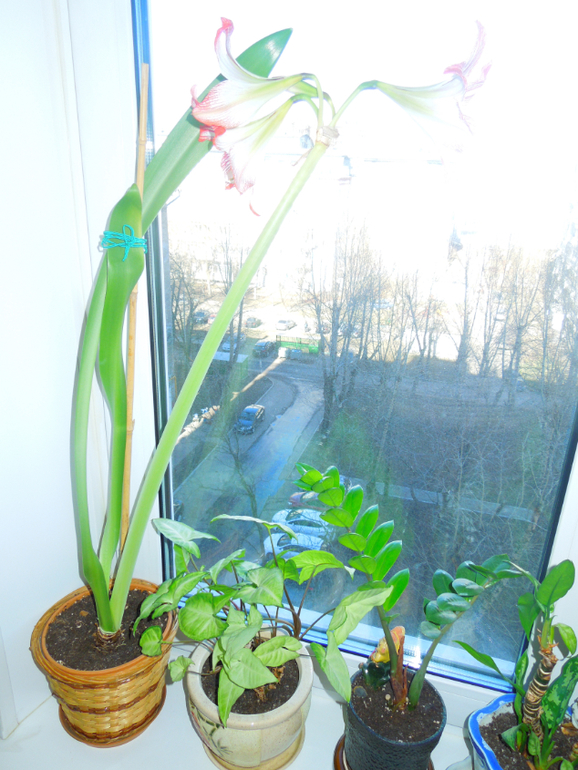 Отдам даром хорошие цветочки, но без горшков