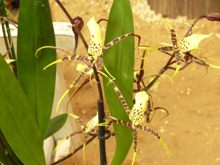 Выставка в аптекарском огороде