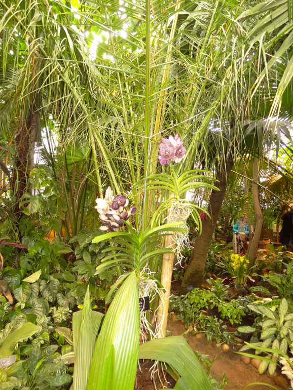 Выставка в аптекарском огороде