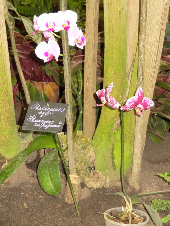 Выставка в аптекарском огороде