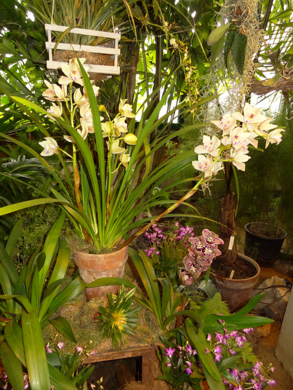 Выставка в аптекарском огороде