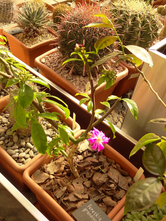 Выставка суккулентов в Аптекарском огороде