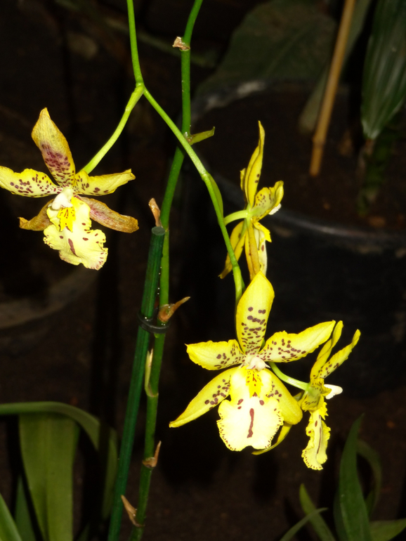 Выставка в аптекарском огороде