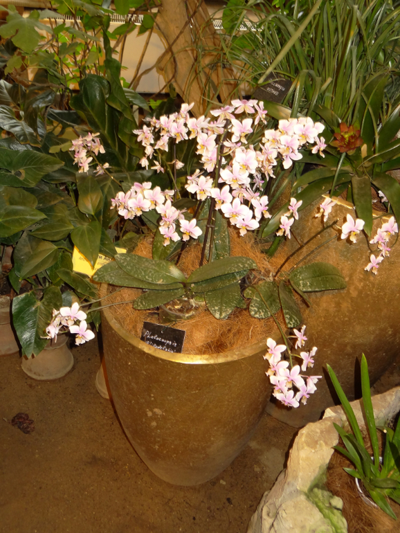 Выставка в аптекарском огороде