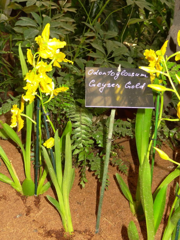 Выставка в аптекарском огороде
