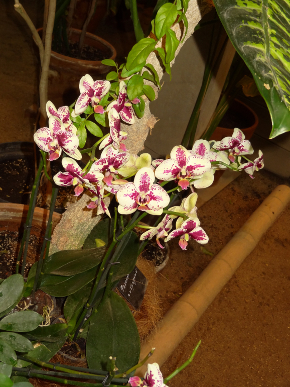 Выставка в аптекарском огороде