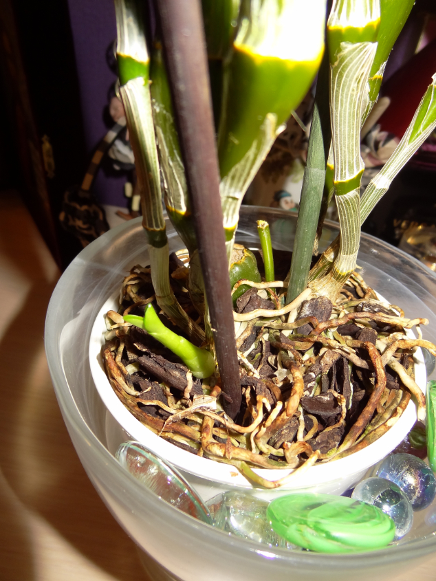 Не такие уж замысловатые эти Дендробиумы