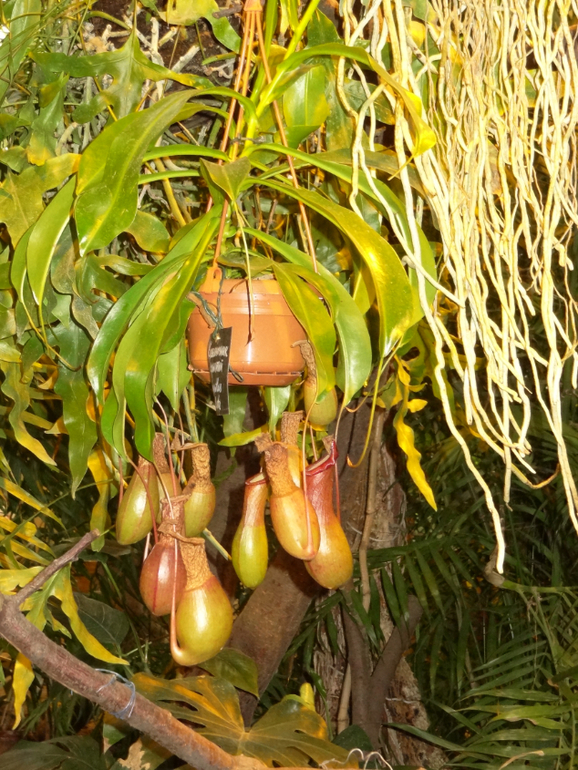 Выставка в аптекарском огороде