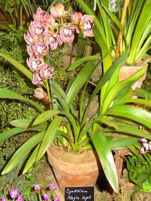 Выставка в аптекарском огороде