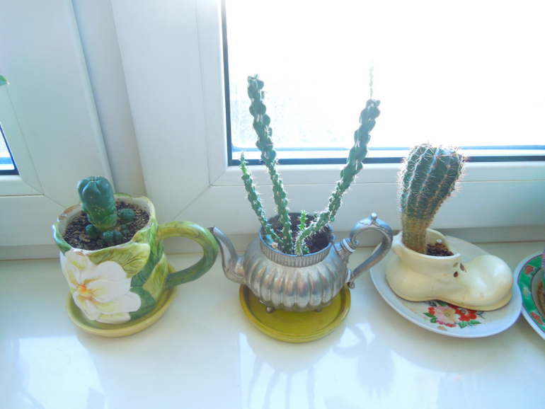 Отдам даром хорошие цветочки, но без горшков